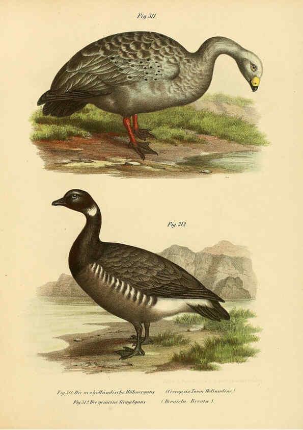 Reproducción/Reproduction 6005784134: Bilder-atlas zur Wissenschaftlich-populären Naturgeschichte der Vögel in ihren sämmtlichen Hauptformen Wien,K.K. Hof und Staatsdruckerei,1864