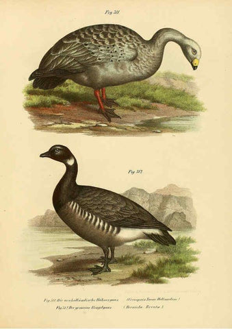 Reproducción/Reproduction 6005784134: Bilder-atlas zur Wissenschaftlich-populären Naturgeschichte der Vögel in ihren sämmtlichen Hauptformen Wien,K.K. Hof und Staatsdruckerei,1864
