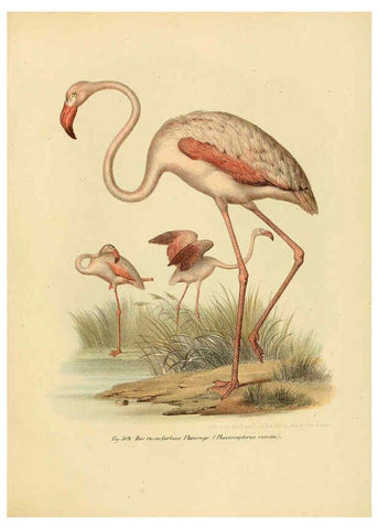 Reproducción/Reproduction 6005783394: Bilder-atlas zur Wissenschaftlich-populären Naturgeschichte der Vögel in ihren sämmtlichen Hauptformen Wien,K.K. Hof und Staatsdruckerei,1864