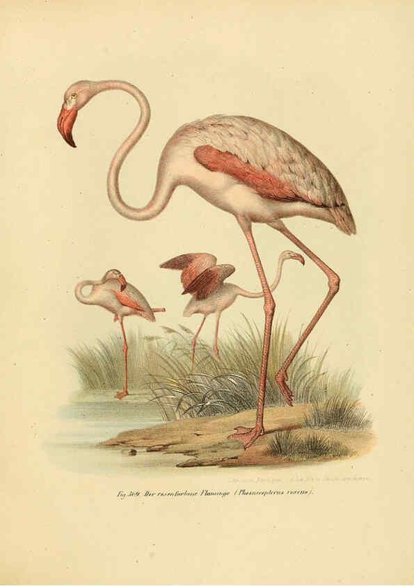 Reproducción/Reproduction 6005783394: Bilder-atlas zur Wissenschaftlich-populären Naturgeschichte der Vögel in ihren sämmtlichen Hauptformen Wien,K.K. Hof und Staatsdruckerei,1864