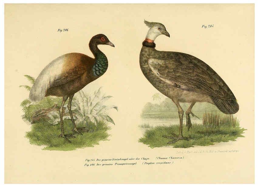Reproducción/Reproduction 6005234513: Bilder-atlas zur Wissenschaftlich-populären Naturgeschichte der Vögel in ihren sämmtlichen Hauptformen Wien,K.K. Hof und Staatsdruckerei,1864