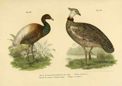 Reproducción/Reproduction 6005234513: Bilder-atlas zur Wissenschaftlich-populären Naturgeschichte der Vögel in ihren sämmtlichen Hauptformen Wien,K.K. Hof und Staatsdruckerei,1864