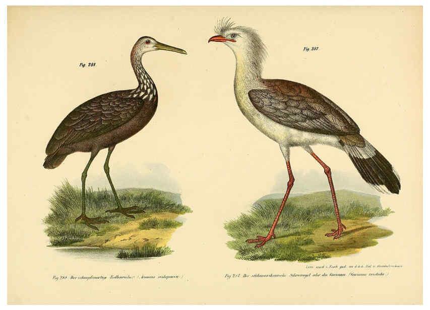 Reproducción/Reproduction 6005234835: Bilder-atlas zur Wissenschaftlich-populären Naturgeschichte der Vögel in ihren sämmtlichen Hauptformen Wien,K.K. Hof und Staatsdruckerei,1864