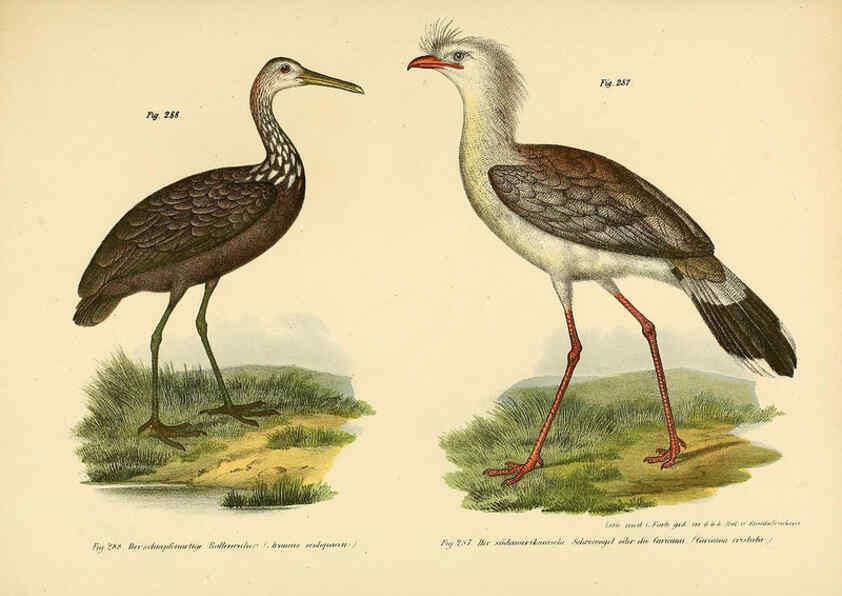 Reproducción/Reproduction 6005234835: Bilder-atlas zur Wissenschaftlich-populären Naturgeschichte der Vögel in ihren sämmtlichen Hauptformen Wien,K.K. Hof und Staatsdruckerei,1864