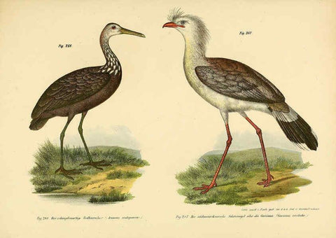 Reproducción/Reproduction 6005234835: Bilder-atlas zur Wissenschaftlich-populären Naturgeschichte der Vögel in ihren sämmtlichen Hauptformen Wien,K.K. Hof und Staatsdruckerei,1864