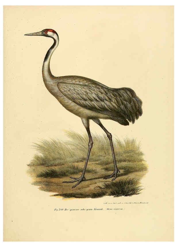 Reproducción/Reproduction 6005779526: Bilder-atlas zur Wissenschaftlich-populären Naturgeschichte der Vögel in ihren sämmtlichen Hauptformen Wien,K.K. Hof und Staatsdruckerei,1864