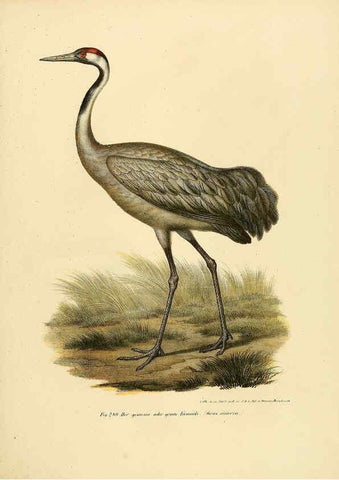 Reproducción/Reproduction 6005779526: Bilder-atlas zur Wissenschaftlich-populären Naturgeschichte der Vögel in ihren sämmtlichen Hauptformen Wien,K.K. Hof und Staatsdruckerei,1864