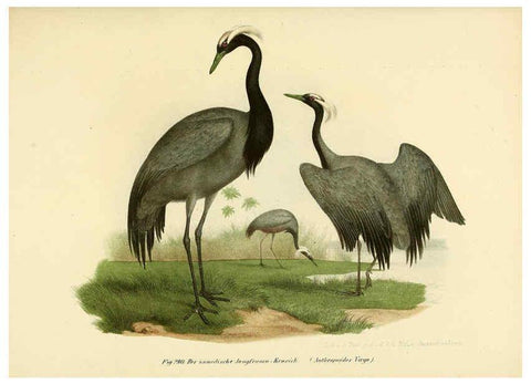Reproducción/Reproduction 6005779852: Bilder-atlas zur Wissenschaftlich-populären Naturgeschichte der Vögel in ihren sämmtlichen Hauptformen Wien,K.K. Hof und Staatsdruckerei,1864
