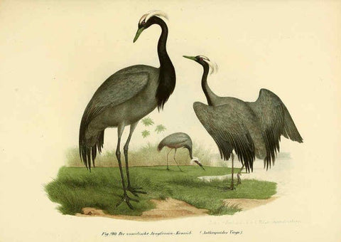 Reproducción/Reproduction 6005779852: Bilder-atlas zur Wissenschaftlich-populären Naturgeschichte der Vögel in ihren sämmtlichen Hauptformen Wien,K.K. Hof und Staatsdruckerei,1864