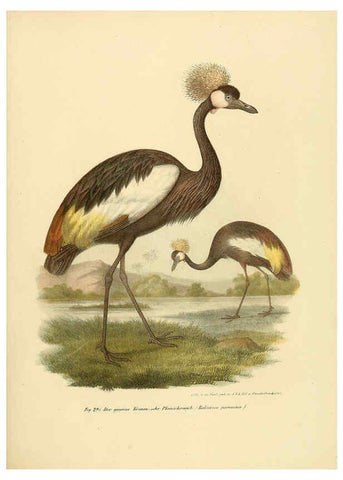 Reproducción/Reproduction 6005235659: Bilder-atlas zur Wissenschaftlich-populären Naturgeschichte der Vögel in ihren sämmtlichen Hauptformen Wien,K.K. Hof und Staatsdruckerei,1864