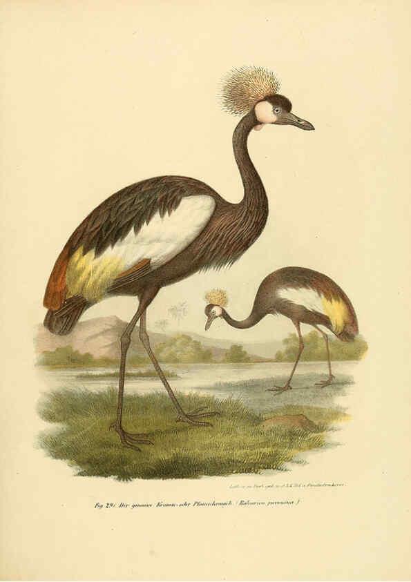 Reproducción/Reproduction 6005235659: Bilder-atlas zur Wissenschaftlich-populären Naturgeschichte der Vögel in ihren sämmtlichen Hauptformen Wien,K.K. Hof und Staatsdruckerei,1864