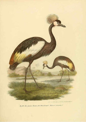 Reproducción/Reproduction 6005235659: Bilder-atlas zur Wissenschaftlich-populären Naturgeschichte der Vögel in ihren sämmtlichen Hauptformen Wien,K.K. Hof und Staatsdruckerei,1864