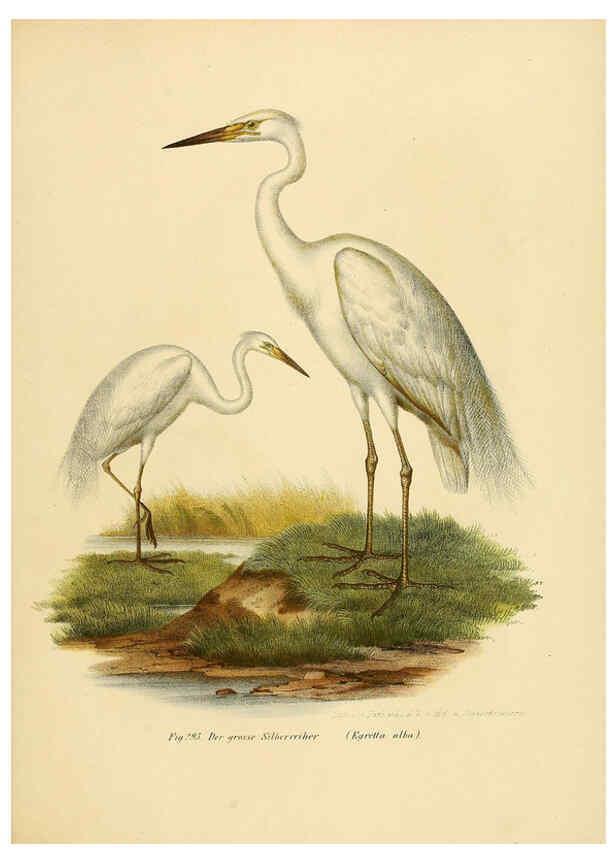 Reproducción/Reproduction 6005236111: Bilder-atlas zur Wissenschaftlich-populären Naturgeschichte der Vögel in ihren sämmtlichen Hauptformen Wien,K.K. Hof und Staatsdruckerei,1864