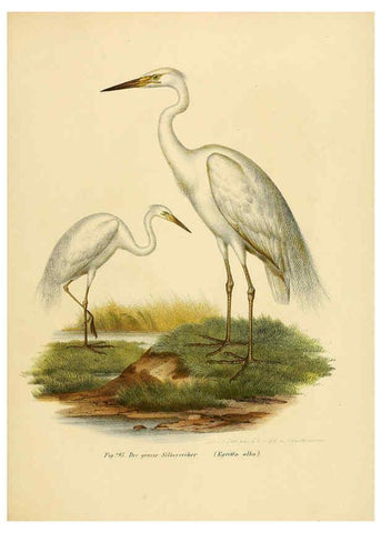 Reproducción/Reproduction 6005236111: Bilder-atlas zur Wissenschaftlich-populären Naturgeschichte der Vögel in ihren sämmtlichen Hauptformen Wien,K.K. Hof und Staatsdruckerei,1864