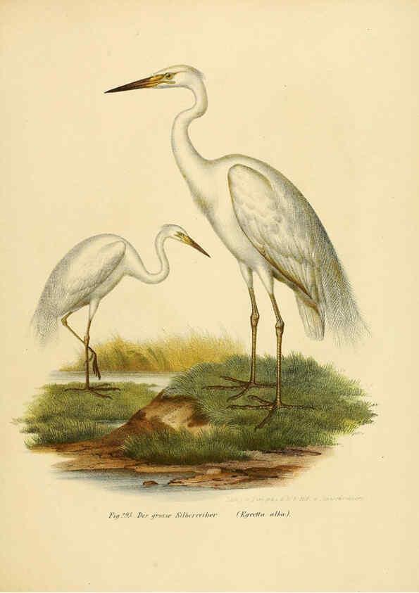 Reproducción/Reproduction 6005236111: Bilder-atlas zur Wissenschaftlich-populären Naturgeschichte der Vögel in ihren sämmtlichen Hauptformen Wien,K.K. Hof und Staatsdruckerei,1864