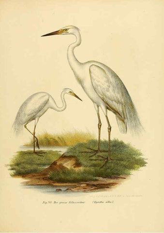Reproducción/Reproduction 6005236111: Bilder-atlas zur Wissenschaftlich-populären Naturgeschichte der Vögel in ihren sämmtlichen Hauptformen Wien,K.K. Hof und Staatsdruckerei,1864