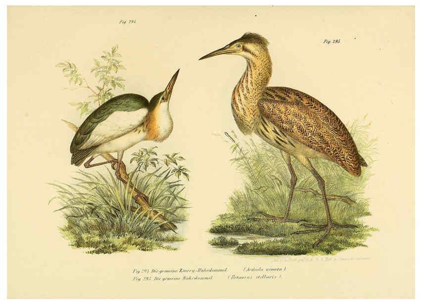Reproducción/Reproduction 6005780762: Bilder-atlas zur Wissenschaftlich-populären Naturgeschichte der Vögel in ihren sämmtlichen Hauptformen Wien,K.K. Hof und Staatsdruckerei,1864