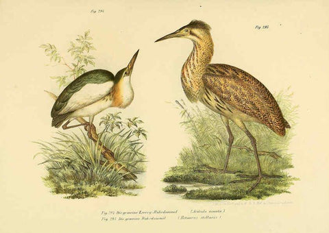 Reproducción/Reproduction 6005780762: Bilder-atlas zur Wissenschaftlich-populären Naturgeschichte der Vögel in ihren sämmtlichen Hauptformen Wien,K.K. Hof und Staatsdruckerei,1864