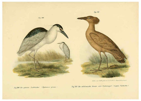 Reproducción/Reproduction 6005780974: Bilder-atlas zur Wissenschaftlich-populären Naturgeschichte der Vögel in ihren sämmtlichen Hauptformen Wien,K.K. Hof und Staatsdruckerei,1864