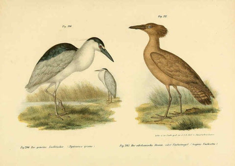 Reproducción/Reproduction 6005780974: Bilder-atlas zur Wissenschaftlich-populären Naturgeschichte der Vögel in ihren sämmtlichen Hauptformen Wien,K.K. Hof und Staatsdruckerei,1864