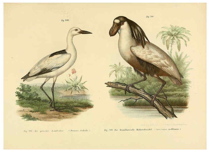 Reproducción/Reproduction 6005781194: Bilder-atlas zur Wissenschaftlich-populären Naturgeschichte der Vögel in ihren sämmtlichen Hauptformen Wien,K.K. Hof und Staatsdruckerei,1864