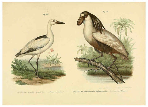 Reproducción/Reproduction 6005781194: Bilder-atlas zur Wissenschaftlich-populären Naturgeschichte der Vögel in ihren sämmtlichen Hauptformen Wien,K.K. Hof und Staatsdruckerei,1864