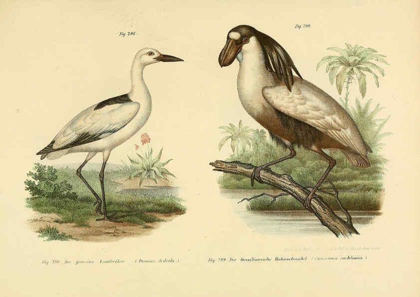 Reproducción/Reproduction 6005781194: Bilder-atlas zur Wissenschaftlich-populären Naturgeschichte der Vögel in ihren sämmtlichen Hauptformen Wien,K.K. Hof und Staatsdruckerei,1864