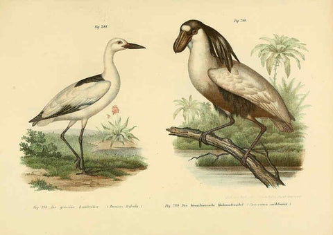 Reproducción/Reproduction 6005781194: Bilder-atlas zur Wissenschaftlich-populären Naturgeschichte der Vögel in ihren sämmtlichen Hauptformen Wien,K.K. Hof und Staatsdruckerei,1864