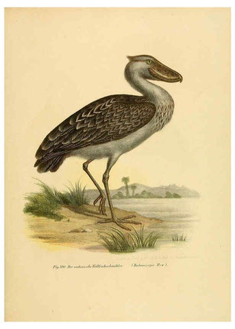 Reproducción/Reproduction 6005781428: Bilder-atlas zur Wissenschaftlich-populären Naturgeschichte der Vögel in ihren sämmtlichen Hauptformen Wien,K.K. Hof und Staatsdruckerei,1864