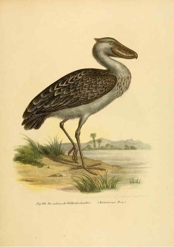 Reproducción/Reproduction 6005781428: Bilder-atlas zur Wissenschaftlich-populären Naturgeschichte der Vögel in ihren sämmtlichen Hauptformen Wien,K.K. Hof und Staatsdruckerei,1864