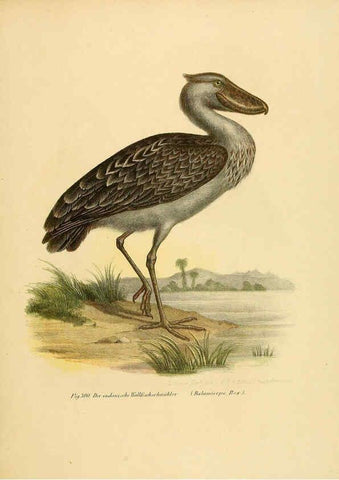 Reproducción/Reproduction 6005781428: Bilder-atlas zur Wissenschaftlich-populären Naturgeschichte der Vögel in ihren sämmtlichen Hauptformen Wien,K.K. Hof und Staatsdruckerei,1864