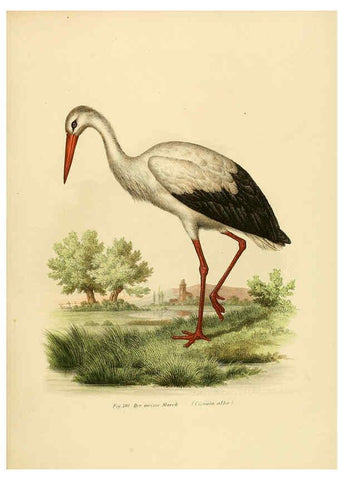 Reproducción/Reproduction 6005237247: Bilder-atlas zur Wissenschaftlich-populären Naturgeschichte der Vögel in ihren sämmtlichen Hauptformen Wien,K.K. Hof und Staatsdruckerei,1864