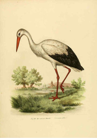 Reproducción/Reproduction 6005237247: Bilder-atlas zur Wissenschaftlich-populären Naturgeschichte der Vögel in ihren sämmtlichen Hauptformen Wien,K.K. Hof und Staatsdruckerei,1864