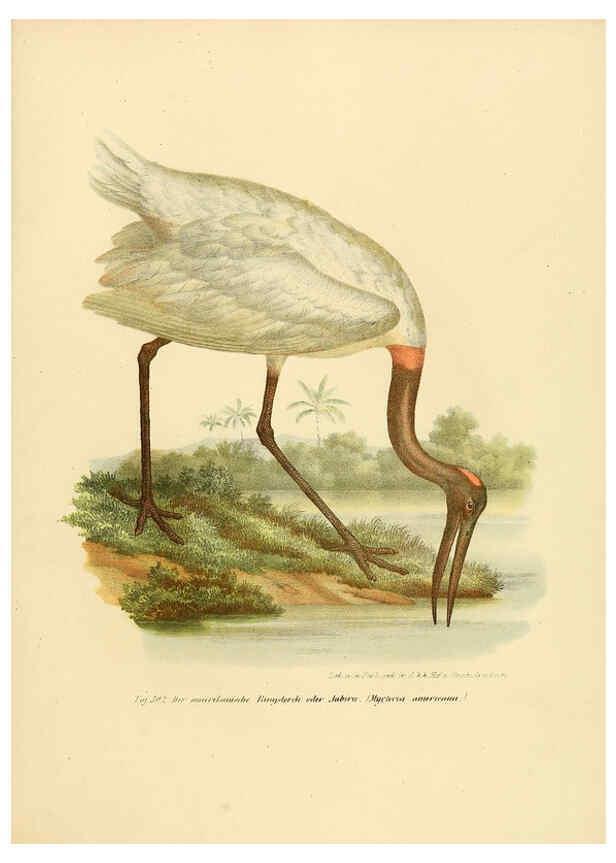 Reproducción/Reproduction 6005237501: Bilder-atlas zur Wissenschaftlich-populären Naturgeschichte der Vögel in ihren sämmtlichen Hauptformen Wien,K.K. Hof und Staatsdruckerei,1864