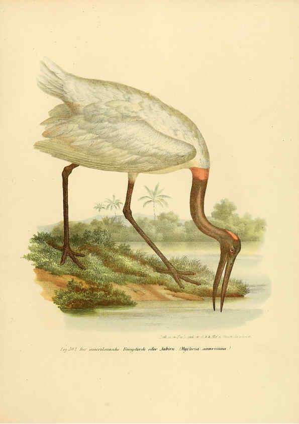 Reproducción/Reproduction 6005237501: Bilder-atlas zur Wissenschaftlich-populären Naturgeschichte der Vögel in ihren sämmtlichen Hauptformen Wien,K.K. Hof und Staatsdruckerei,1864