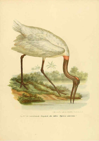 Reproducción/Reproduction 6005237501: Bilder-atlas zur Wissenschaftlich-populären Naturgeschichte der Vögel in ihren sämmtlichen Hauptformen Wien,K.K. Hof und Staatsdruckerei,1864