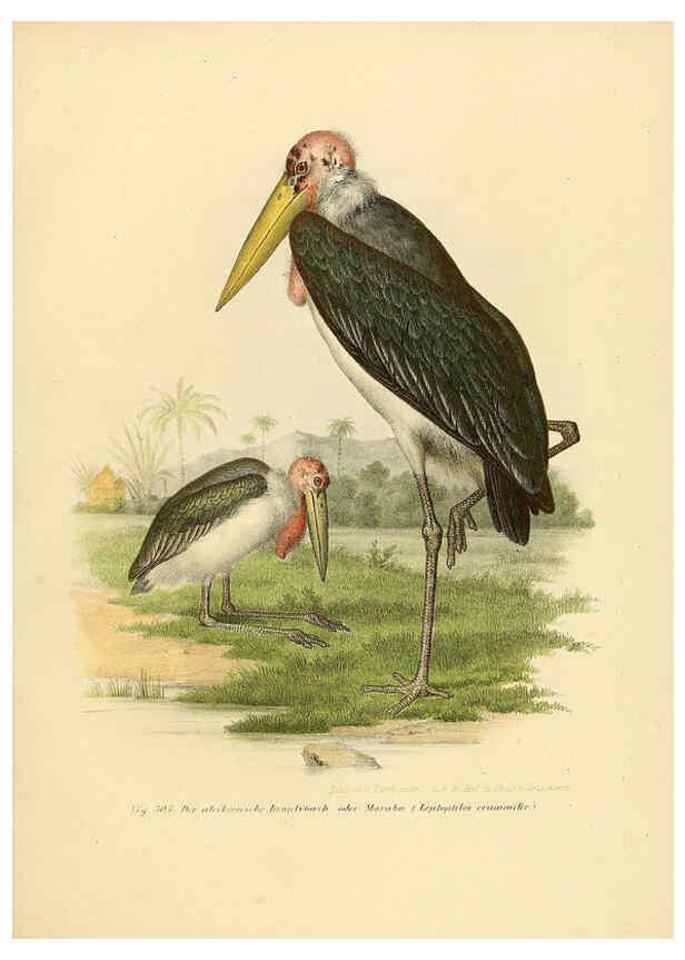 Reproducción/Reproduction 6005237881: Bilder-atlas zur Wissenschaftlich-populären Naturgeschichte der Vögel in ihren sämmtlichen Hauptformen Wien,K.K. Hof und Staatsdruckerei,1864