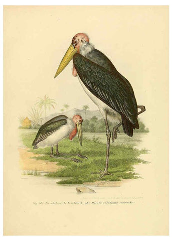 Reproducción/Reproduction 6005237881: Bilder-atlas zur Wissenschaftlich-populären Naturgeschichte der Vögel in ihren sämmtlichen Hauptformen Wien,K.K. Hof und Staatsdruckerei,1864