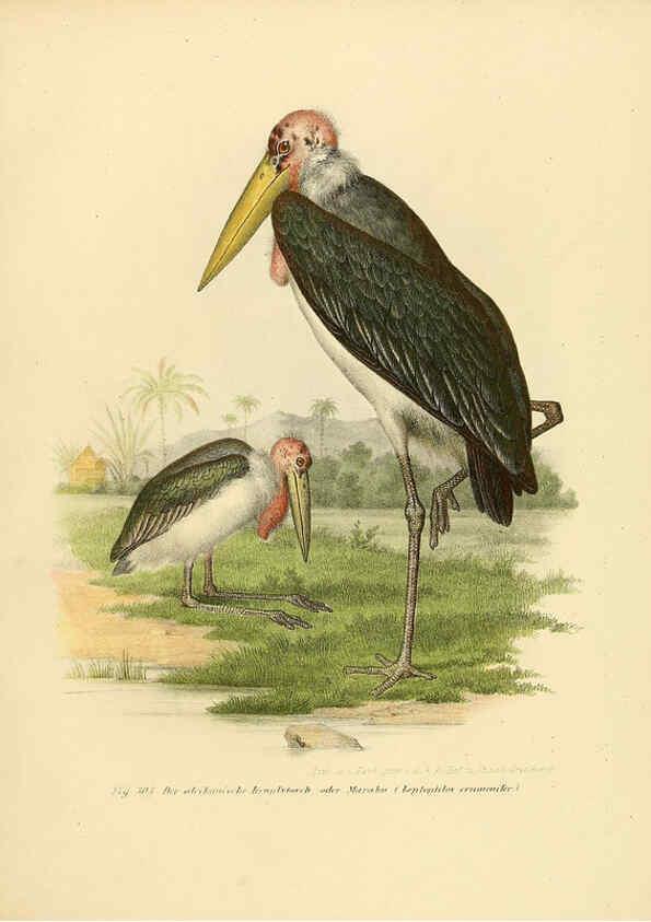 Reproducción/Reproduction 6005237881: Bilder-atlas zur Wissenschaftlich-populären Naturgeschichte der Vögel in ihren sämmtlichen Hauptformen Wien,K.K. Hof und Staatsdruckerei,1864