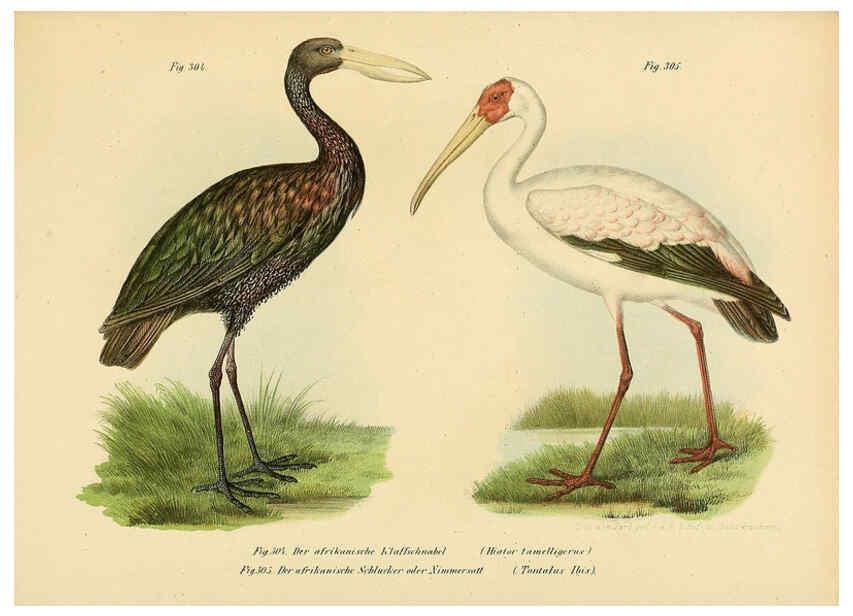 Reproducción/Reproduction 6005782646: Bilder-atlas zur Wissenschaftlich-populären Naturgeschichte der Vögel in ihren sämmtlichen Hauptformen Wien,K.K. Hof und Staatsdruckerei,1864