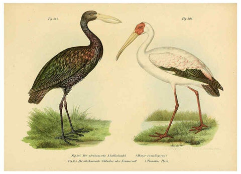 Reproducción/Reproduction 6005782646: Bilder-atlas zur Wissenschaftlich-populären Naturgeschichte der Vögel in ihren sämmtlichen Hauptformen Wien,K.K. Hof und Staatsdruckerei,1864