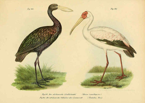 Reproducción/Reproduction 6005782646: Bilder-atlas zur Wissenschaftlich-populären Naturgeschichte der Vögel in ihren sämmtlichen Hauptformen Wien,K.K. Hof und Staatsdruckerei,1864