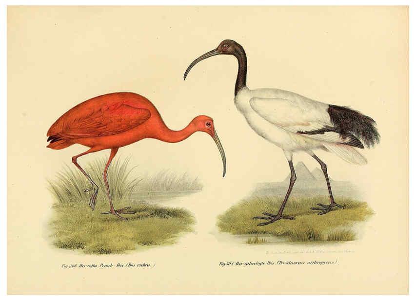 Reproducción/Reproduction 6005782980: Bilder-atlas zur Wissenschaftlich-populären Naturgeschichte der Vögel in ihren sämmtlichen Hauptformen Wien,K.K. Hof und Staatsdruckerei,1864