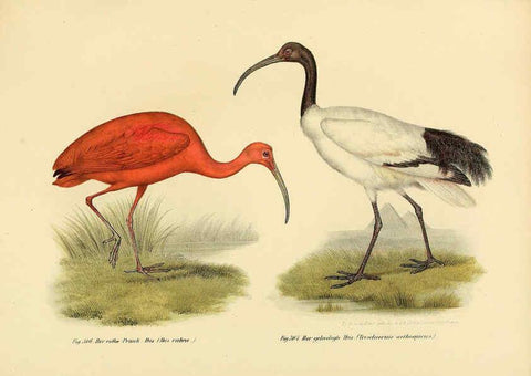 Reproducción/Reproduction 6005782980: Bilder-atlas zur Wissenschaftlich-populären Naturgeschichte der Vögel in ihren sämmtlichen Hauptformen Wien,K.K. Hof und Staatsdruckerei,1864