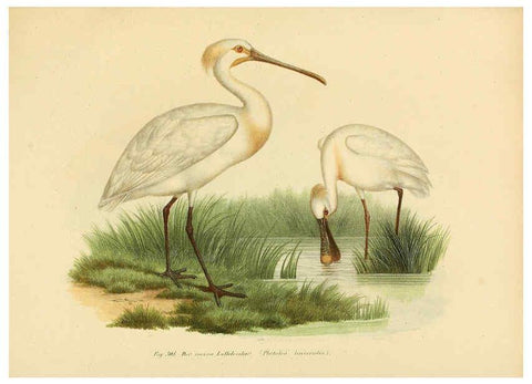 Reproducción/Reproduction 6005783170: Bilder-atlas zur Wissenschaftlich-populären Naturgeschichte der Vögel in ihren sämmtlichen Hauptformen Wien,K.K. Hof und Staatsdruckerei,1864