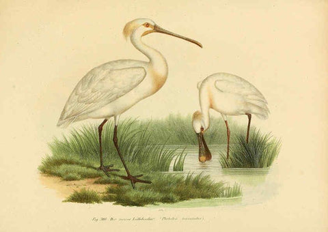 Reproducción/Reproduction 6005783170: Bilder-atlas zur Wissenschaftlich-populären Naturgeschichte der Vögel in ihren sämmtlichen Hauptformen Wien,K.K. Hof und Staatsdruckerei,1864