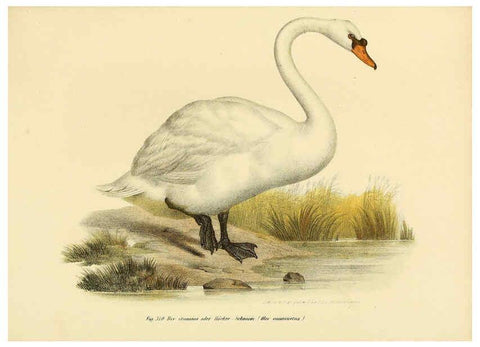Reproducción/Reproduction 6005783740: Bilder-atlas zur Wissenschaftlich-populären Naturgeschichte der Vögel in ihren sämmtlichen Hauptformen Wien,K.K. Hof und Staatsdruckerei,1864