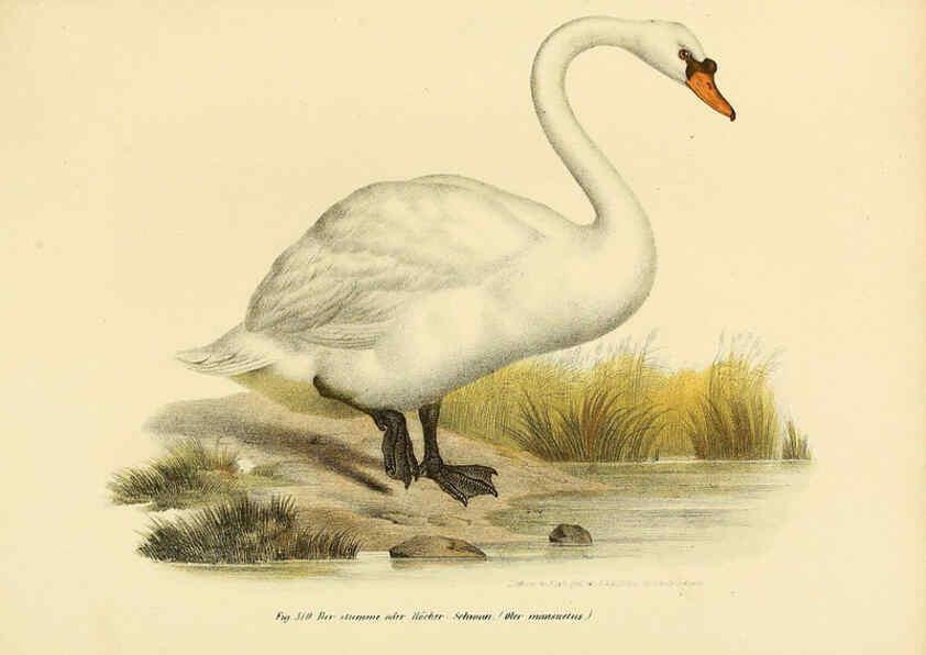 Reproducción/Reproduction 6005783740: Bilder-atlas zur Wissenschaftlich-populären Naturgeschichte der Vögel in ihren sämmtlichen Hauptformen Wien,K.K. Hof und Staatsdruckerei,1864