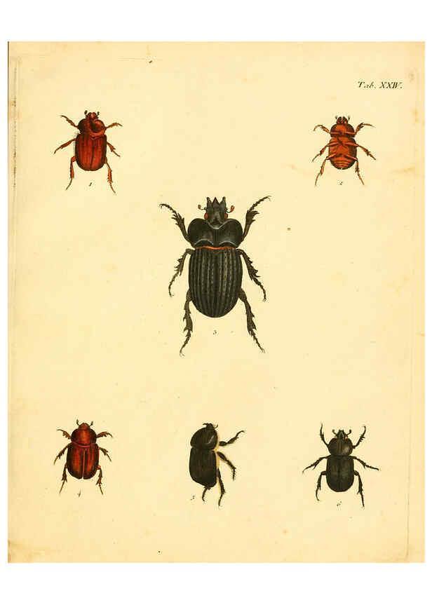 Reproducción/Reproduction 6008784138: Abbildungen zu Karl Illiger's Uebersetzung von Olivier's Entomologie plates Nürnberg :Gedruckt auf Kosten des Herausgebers,1802-1803