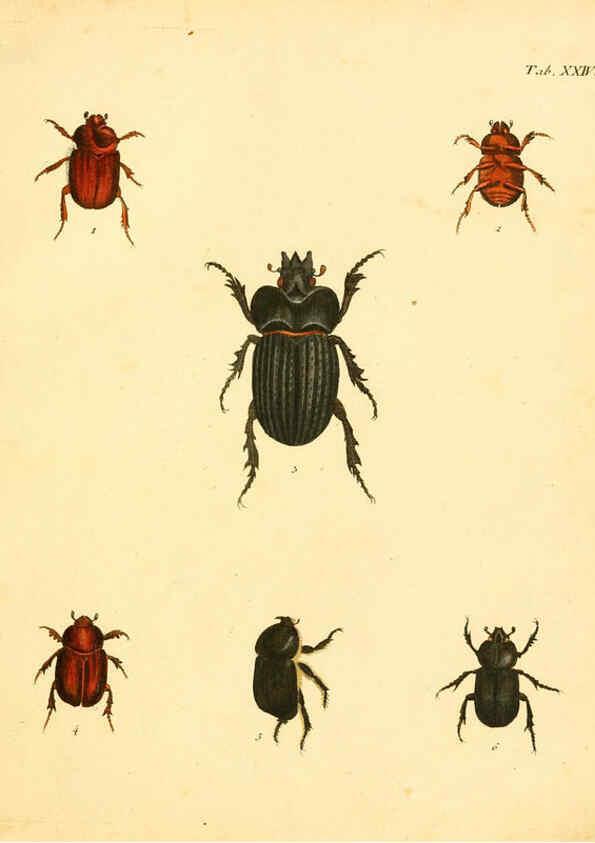 Reproducción/Reproduction 6008784138: Abbildungen zu Karl Illiger's Uebersetzung von Olivier's Entomologie plates Nürnberg :Gedruckt auf Kosten des Herausgebers,1802-1803